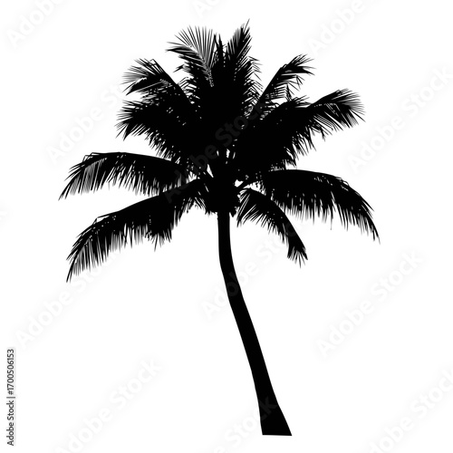 Tropical Palm Tree Silhouette