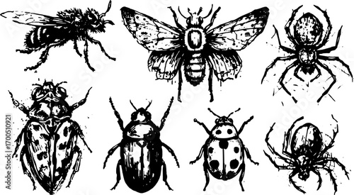 Vintage insect set in black and white engraving style. Features beetle, bee, moth, and spider in a classic vector illustration.