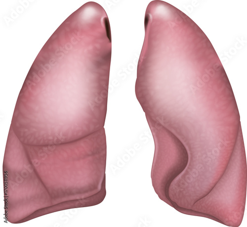 Realistic medical illustration of human lungs, showing anatomical structure in a 3D style. The image depicts left and right lungs in detail, isolated on a white background. Human lung anatomy