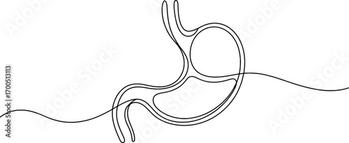 Abstract stomach organ continuous line drawing digestive system anatomy