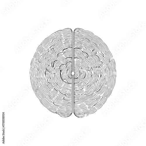 Top view of a brain illustration with concentric line patterns and a central division line design element