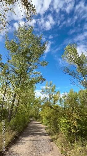 path in the forest with green trees in the wind