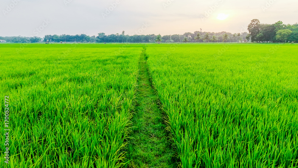 Fototapeta premium Green agriculture field