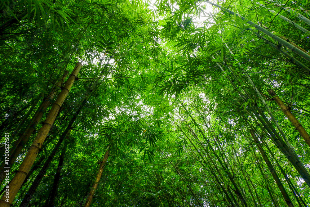 Obraz premium Many bamboo stalks and light beam,bamboo thick and green,bamboo forest with young Bamboos.