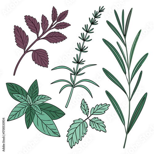 Flat design botanical herbs collection for culinary and medicinal use
