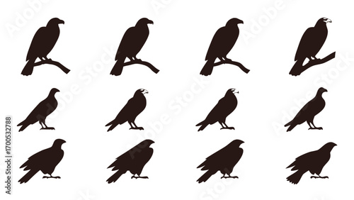 Bird of Prey Silhouettes falcon hawk