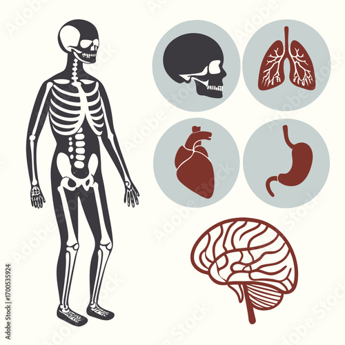 Human Anatomy Icons Skeleton Organs and Brain Keywords: anatomy, human, skeleton, body, organ