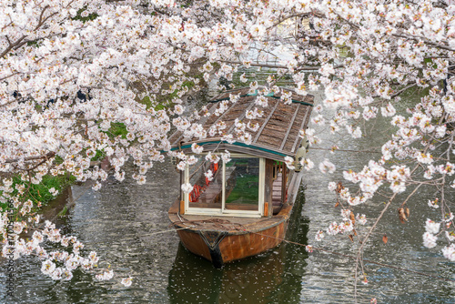 Fushimi Jikkokubune boat, a traditional sightseeing cruise along a canal lined with blooming cherry blossoms. Kyoto, Japan.