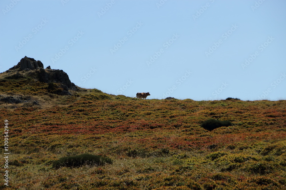 Obraz premium Vache dans les airelliers