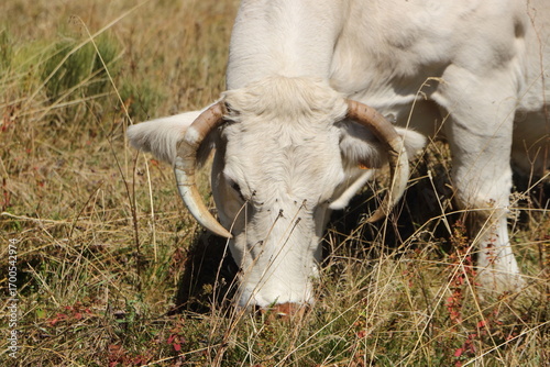 Vache broutant