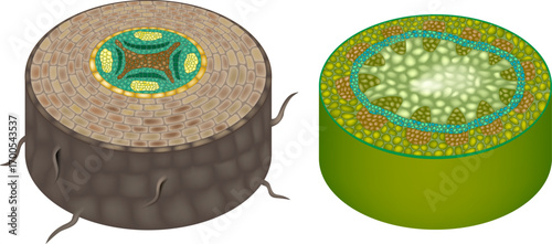 Scientific illustration showing detailed cross sections of plant stems, highlighting the anatomy of monocot and dicot structures. The image displays vascular bundles with xylem and phloem tissues, cor