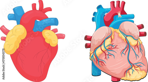 Realistic human heart emoji vector illustration, red anatomical organ medical health symbol isolated on transparent background
