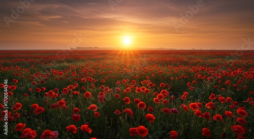 Sunrise panorama across red poppy grassland