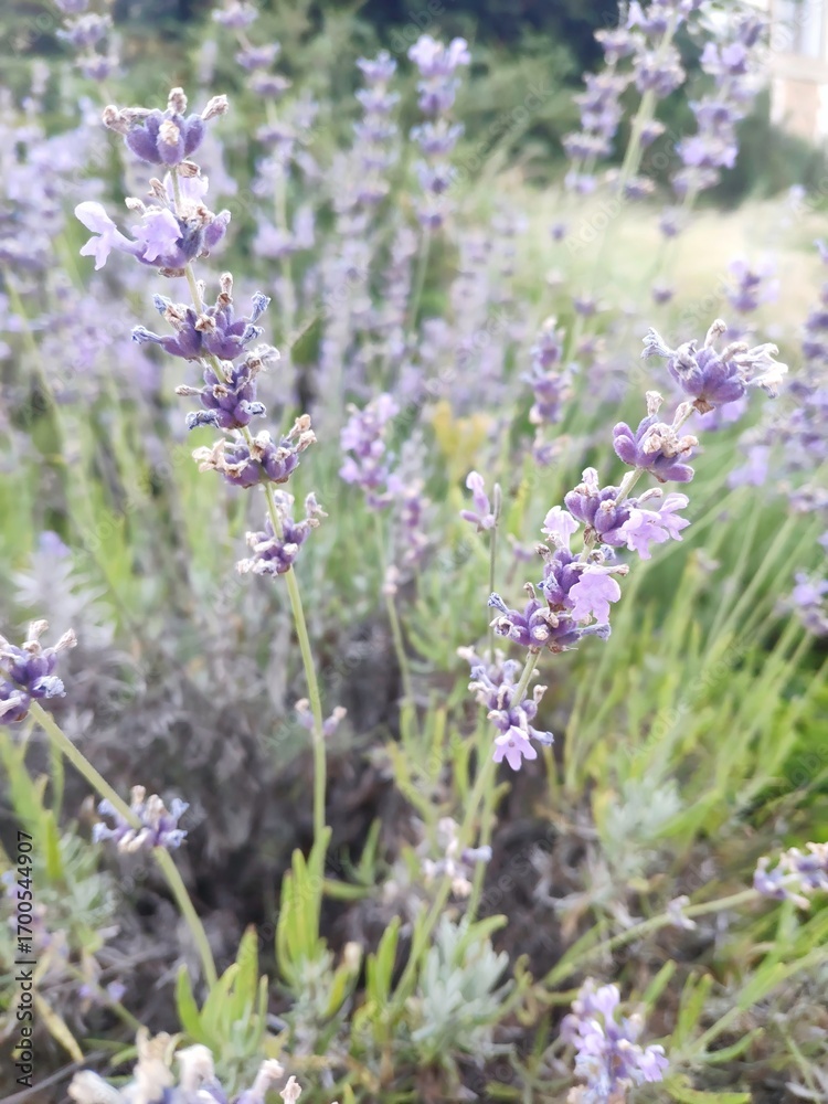 Fototapeta premium Lavender flowers bloom in a garden during late spring under bright sunlight in a peaceful setting