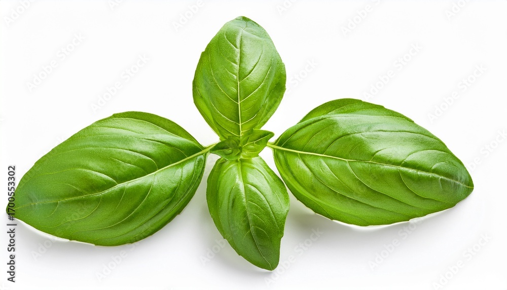 Fototapeta premium Fresh Basil Leaves Isolated On White Background A Popular Aromatic Herb Used In Various Cuisines