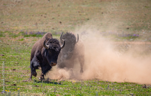 Two  bison bulls (buffalo) fighting and kicking up dust. 