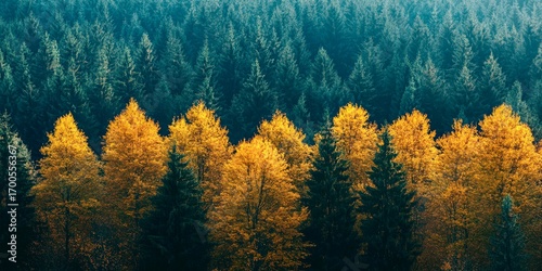 Autumn forest split green barren contrast climate change seasons