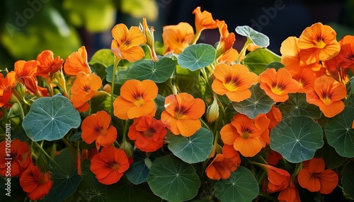 Closeup Orange Blooming Nasturtiums Climbing Plants