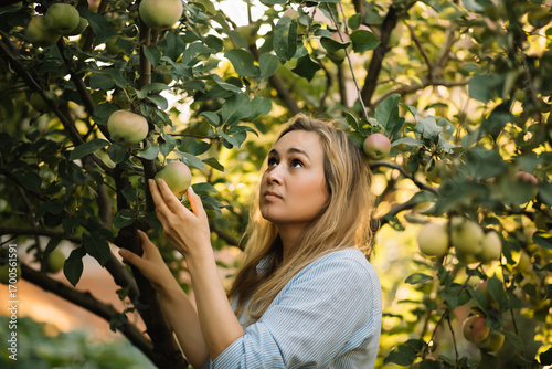 Woman farmer pick up the organic ripe apple from the tree. Harvest season.