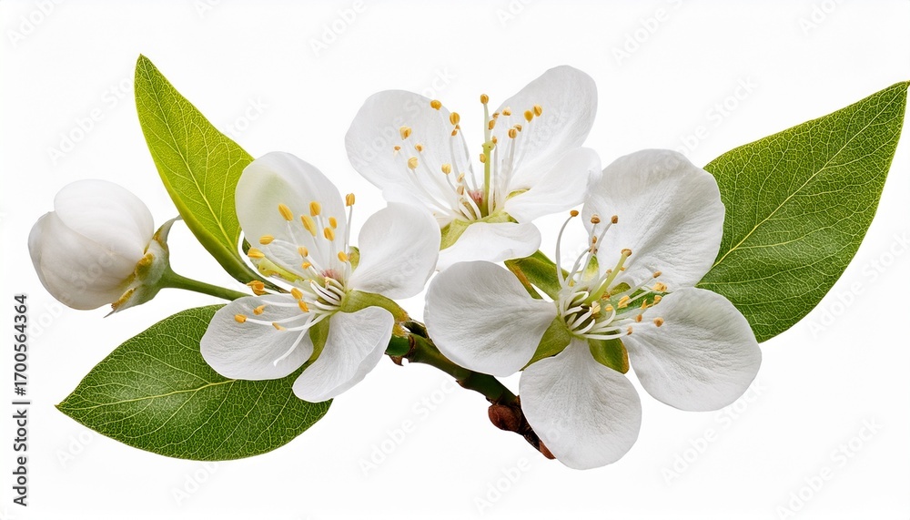 Obraz premium Blooming Branch With White Flowers And Green Leaves Floral Element Isolated On Transparent Background