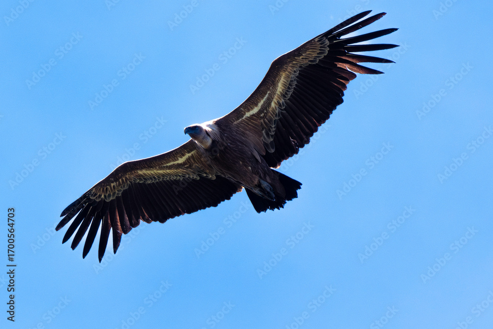Obraz premium Vautour fauve, Gyps fulvus, Griffon Vulture, Parc naturel régional des grands causses 48, Lozere, France
