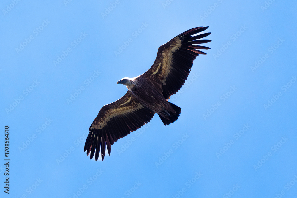 Fototapeta premium Vautour fauve, Gyps fulvus, Griffon Vulture, Parc naturel régional des grands causses 48, Lozere, France