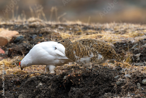 Tableau sur toile Lagopède alpin, male et femelle, Lagopus muta, Rock Ptarmigan