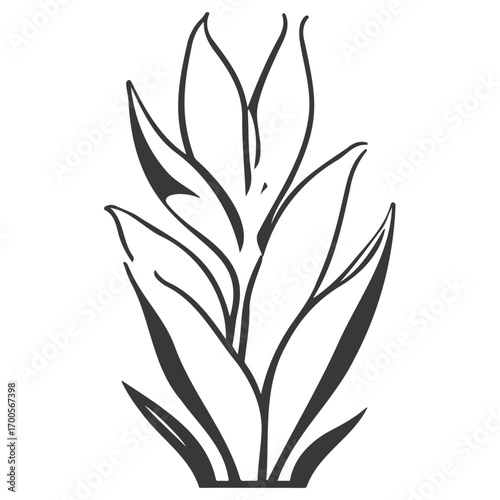 aloe flower illustration grey