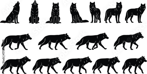 Black silhouette illustration of wolves in various poses and walking sequence, wildlife and animal behavior concept, vector art, flat design, minimal style