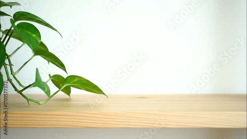 Green Plant Cuttings in Glass with Water