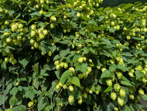 Hop for beer green leaves background