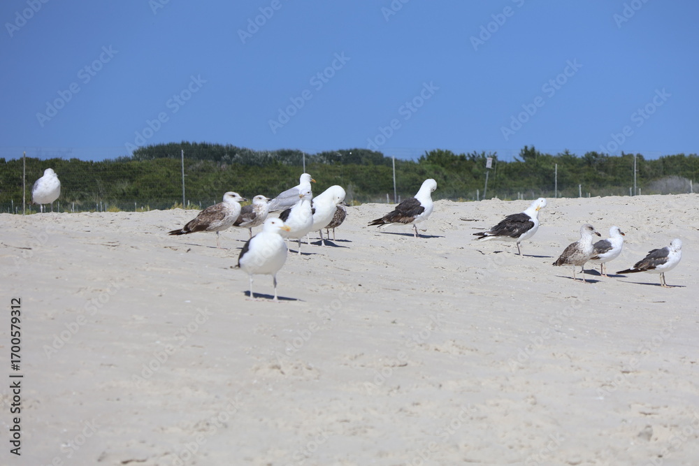 Fototapeta premium A flock of seagulls congregating on the white sandy shore of Cape May New Jersey.