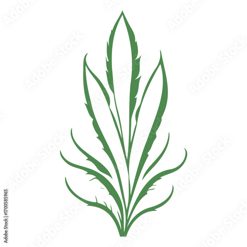 aloe flower illustration green