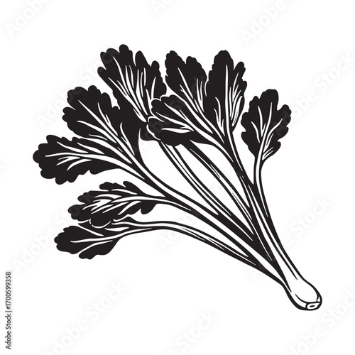Celery vector silhouette.