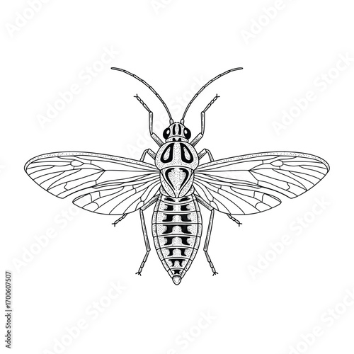 Detailed line drawing of an insect with spread wings and visible body segments