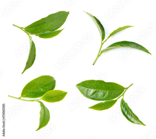 Fresh Green Tea Leaves Isolated on White Background