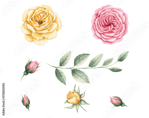 Watercolor rose set with yellow and pink blossoms hand paint isolated.
