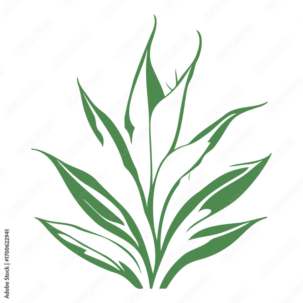 Fototapeta premium aloe flower illustration green
