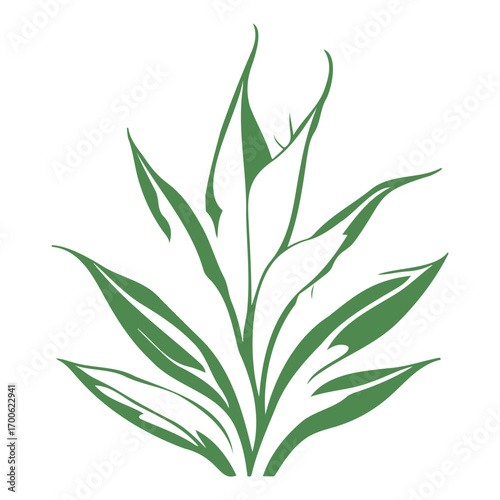 aloe flower illustration green