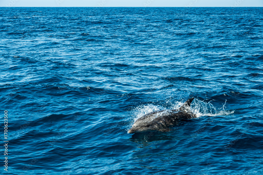 Obraz premium Offshore bottlenose dolphin