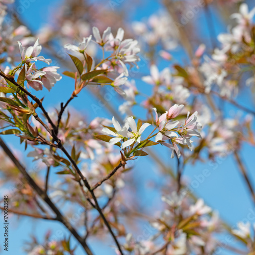 Bloosoms of the rock pear, Amelanchier lamarckii, in spring