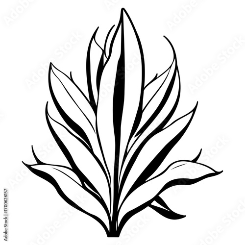 aloe flower illustration sketch