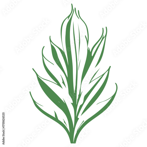 aloe flower illustration green