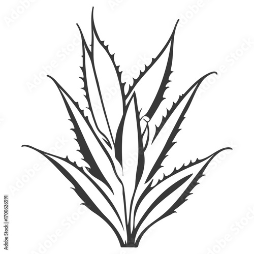 aloe flower illustration grey