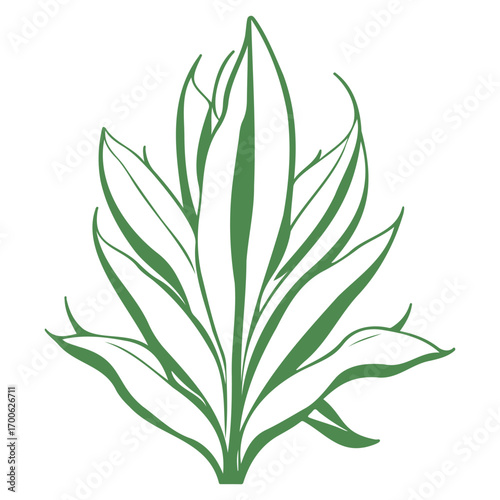 aloe flower illustration green