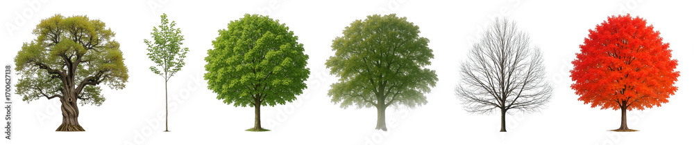 Obraz premium Diverse tree set including lush green, bright red, and bare winter varieties isolated. Natural elements for landscaping and design.