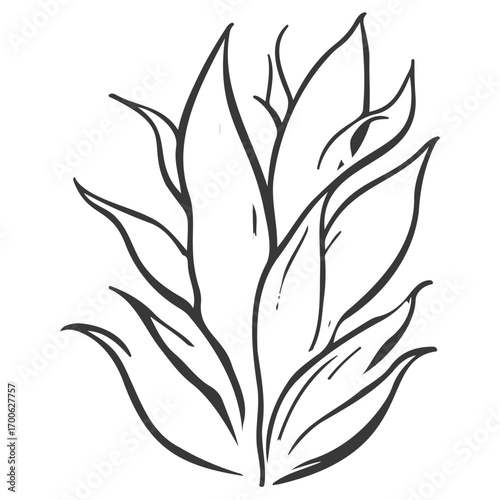 aloe flower illustration grey