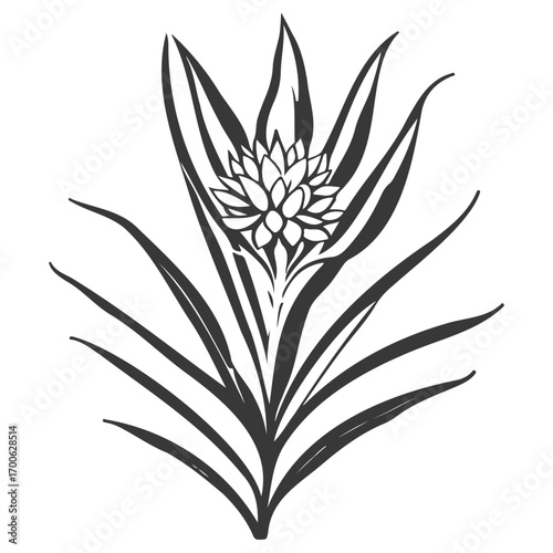 aloe flower illustration grey