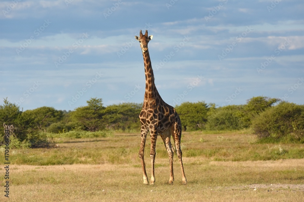 Obraz premium Giraffe (giraffa camelopardalis) im Etoscha Nationalpark in Namibia