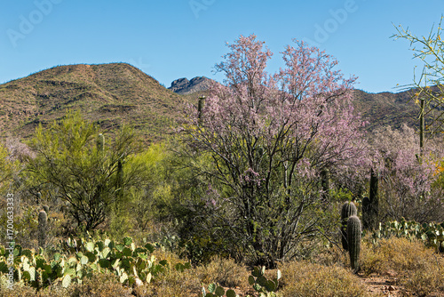 Ironwood trees (Olneya tesota)  bloom in Arizona in April and May, although it can vary due to weather. Their beautiful blooms dust the Sonoran Desert in shades of pink. Tucson, Arizona, USA